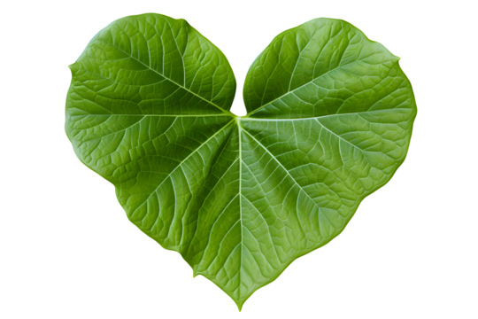 heart shaped green leaf isolated on a white background, World Environment Day, organic planet concept, Save Planet theme background