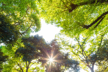 Fototapeta premium Green tree forest morning sunrise in nature garden at Ueno park in autumn season