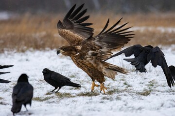 Close-up of the white-tailed eagle (Haliaeetus albicilla) - large brown-white eagle on snow in winter
