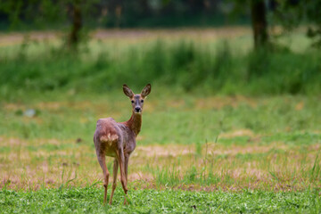 The roe deer (Capreolus capreolus) on a meadow