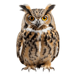 great horned owl png. great horned owl isolated. owl. bird. eurasian eagle owl 