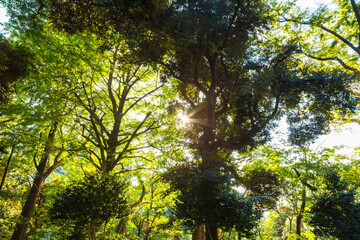 Obraz premium Green tree forest morning sunrise in nature garden at Ueno park in autumn season