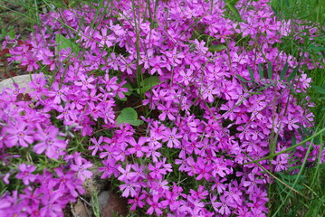 Phlox subulate is a small plant. A perennial herbaceous plant, a species of the genus Phlox of the cyanide family. Small early flowers of deep pink color with five petals and a yellow center.