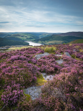 Heather on Bamford Edge