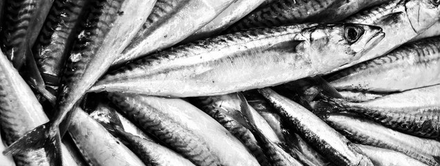 Banner or header with freshly caught fresh mackerel sold at the fish market - Background, texture,...