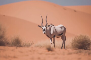 Solitary lonely arabian oryx looking majestic in desert landscape. Dubai, UAE.