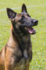 Smiling belgian malinois portrait on grass background
 