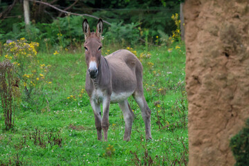 Fototapeta premium regard d'âne