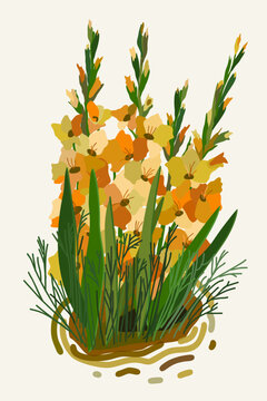 Gladiolus. Vector floral isolated illustration.