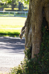 eastern gray squirrel (sciurus carolinensis) climbing down a tree trunk