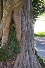 eastern gray squirrel (sciurus carolinensis) climbing up a tree trunk