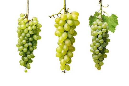 Set of green grapes hanging illustration isolated on white transparent background, PNG , Generative AI