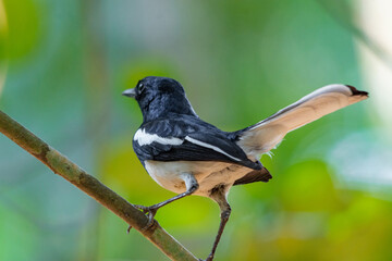 Obraz premium Oriental Magpie Robin