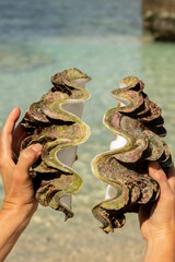 Beide Schalen Hälften von big Tridacna, große Muschel, in Thailand, am Strand in den Händen gehalten.