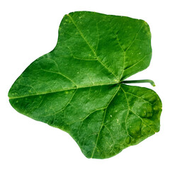 green leaf