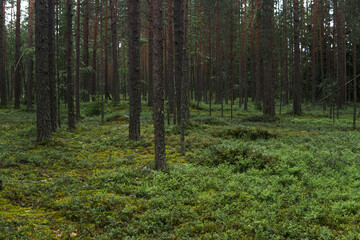natural landscape, pine boreal forest with moss undergrowth, coniferous taiga