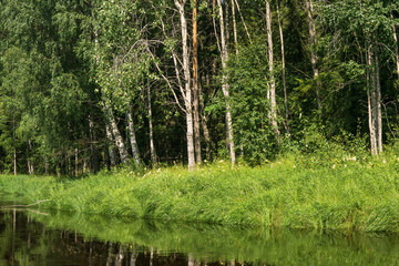 natural landscape, grassy wooded shore of the forest river, view from the water on a sunny day