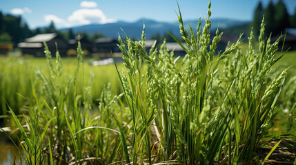 Fototapeta na wymiar Japanese rice farm