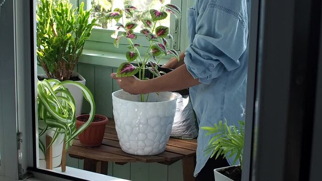 Young woman gardener transplants plant into new white pot at the balcony