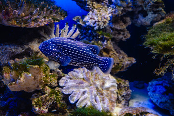 Exotic white-striped blue fish swimming in the aquarium