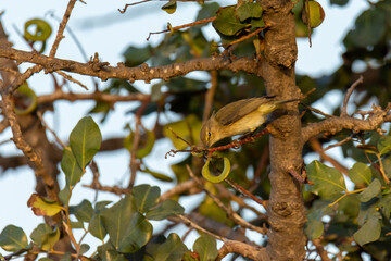 The common chiffchaff (Phylloscopus collybita) perching on twig