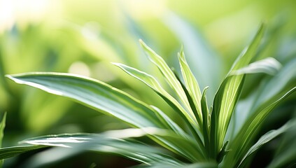 Obraz premium Close up of green leaf with sunlight in the morning. Natural background.