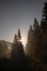 Beautiful landscape of coniferous trees in the mountains in the morning