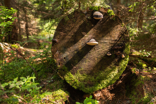 Wildlife forest ecosystem