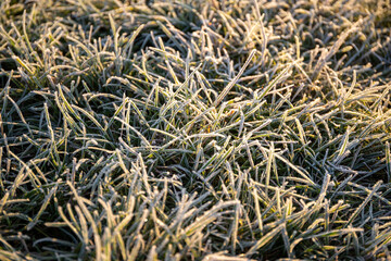 Close-up of ice crystals on green grasses