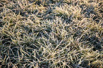 Close-up of ice crystals on green grasses