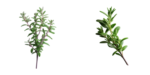 Fresh green thyme sprig macro shot on a transparent background