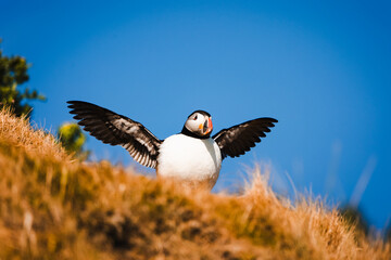 Naklejka premium Puffin Mingulay Scotland