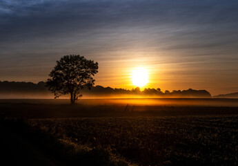 Obraz premium Sunset tree