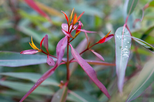 New growth on angophora costata tree
