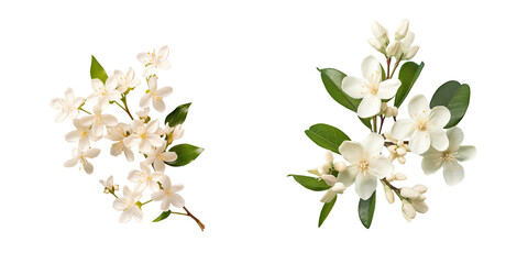 Fototapeta premium Jasmine flowers on a transparent background isolated