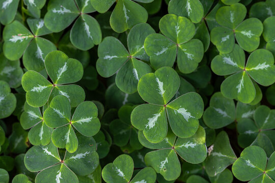 Leaves of Redwood Sorrel (Oxalis oregana)