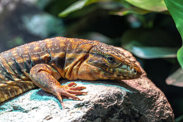 Portrait of a Red Tegu (Salvator rufescens)