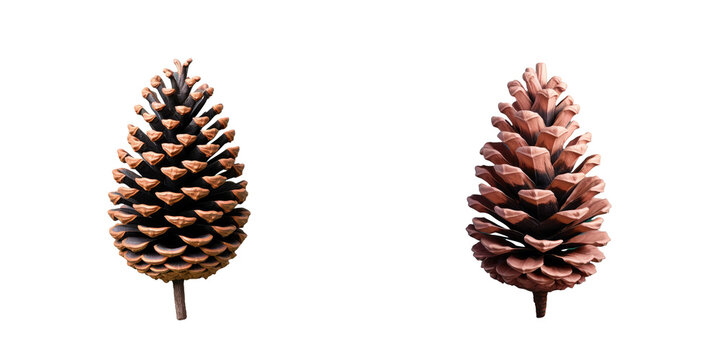 transparent background isolated with pine cone