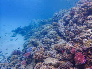 Fototapeta na wymiar Colourful coral reef in the red sea