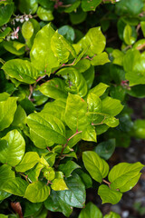 Fototapeta na wymiar Leaves of Salal or Shallon (Gaultheria shallon)