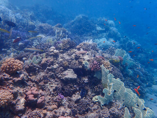 Colourful coral reef in the red sea