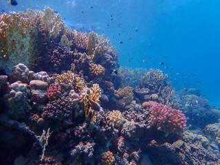 Colourful coral reef in the red sea