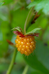 Fruit of a Salmonberry (Rubus spectabilis) Plant