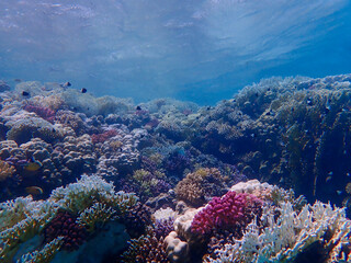 Colourful coral reef in the red sea