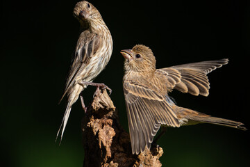 Juvenile House Finch Asking  his Mother for Food