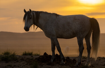 Obraz na płótnie Canvas Wild Horse Silhouetted at Sunset in the Utah desert