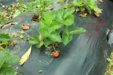 Green foliage flourishes in an empty outdoor landscape viewed from above. Strawbery plant field, gardening