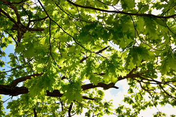 Fototapeta na wymiar branches of oak tree covered with green oak leaves in sunny day isolated 