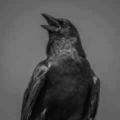 Crow in Black & White