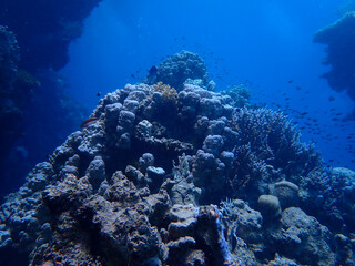 Majestic Underwater Ecosystem Featuring Vibrant Coral Reef and Marine Wildlife